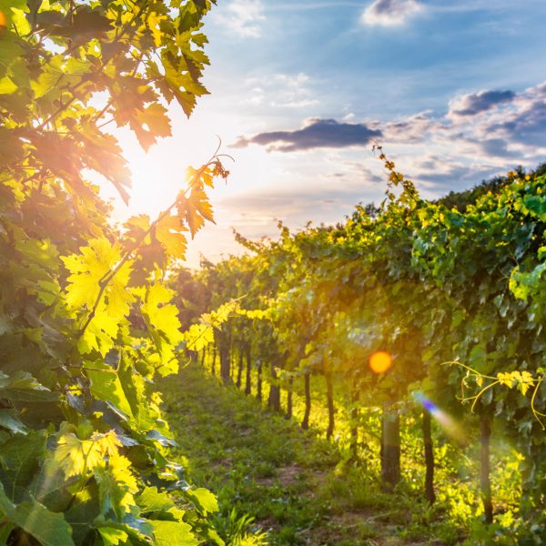 Sunny vineyard in Vipava Valley, Slovenia. Evening at Slovenian countryside.